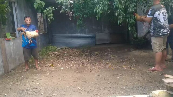 Kanan tari ng bulik ko kalaban ganador na  sinibalang putol ang dato