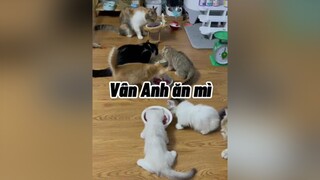 Tôi ăn mì thiệc đó 🥲mèo cat cute