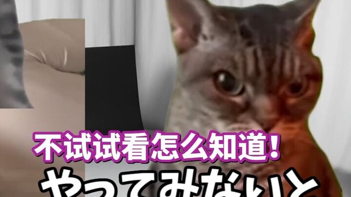 [Cooked Meat] Daily Life Working at a Nantong Film Production Company (Oiled Part 2) | Cat Meme