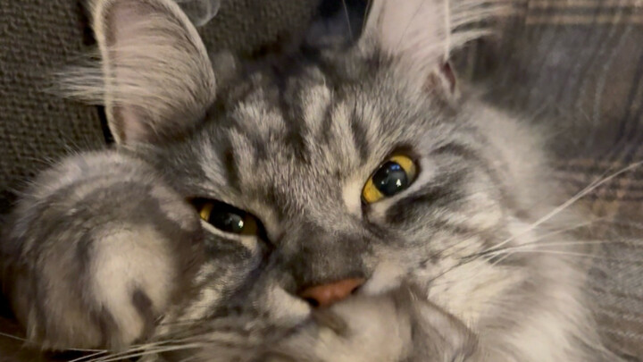 Maine Coon licks its paws so much it turns into a little bunny