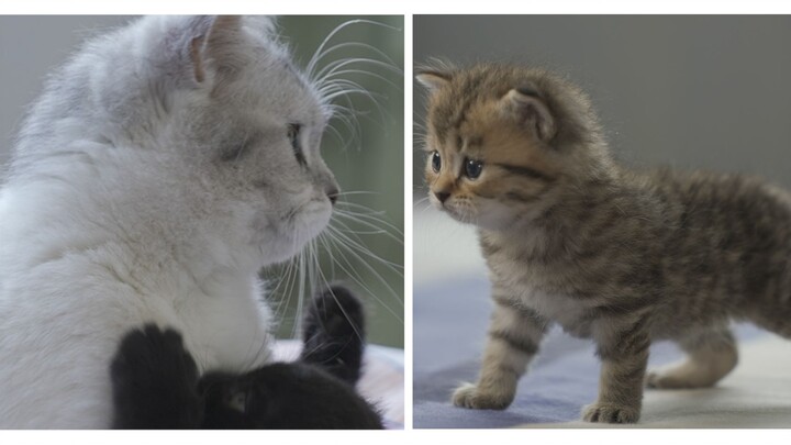 Mother cat's three training for her babies