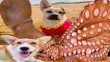 Thú Cưng TV | Bông ham ăn Bí Ngô Cute #64 | Chó thông minh vui nhộn | Pets funny cute dog