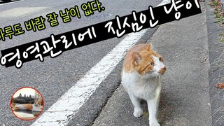 แมวที่จริงจังกับการจัดการอาณาเขต