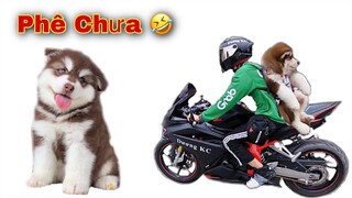 Dương KC | Thử Cho Chó Alaska Baby Đi Xe Phân Khối Lớn | Thành Viên Mới !