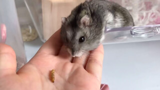 [Animals]Cute hamster eating