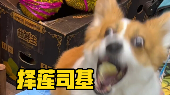 Corgi yang memilih durian—Corgi Pemilih Durian