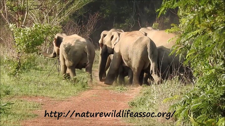 wild females herd avoiding males