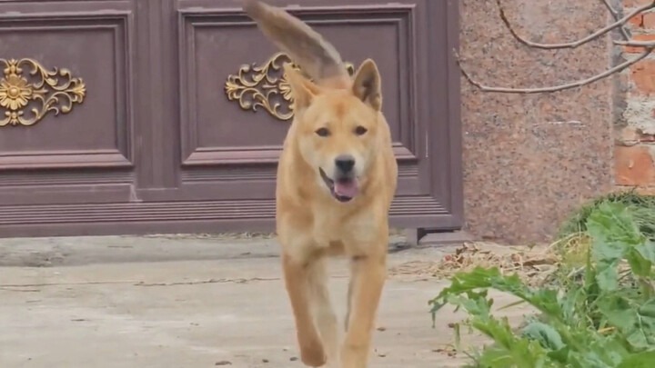 หมาบ้านข้างๆ มาหาฉันทุกวันเพื่อชวนออกไปเล่นด้วยกัน