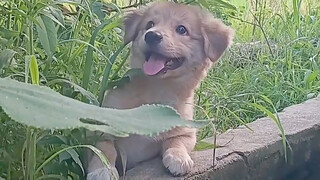 I bought this little dog for 20 yuan.