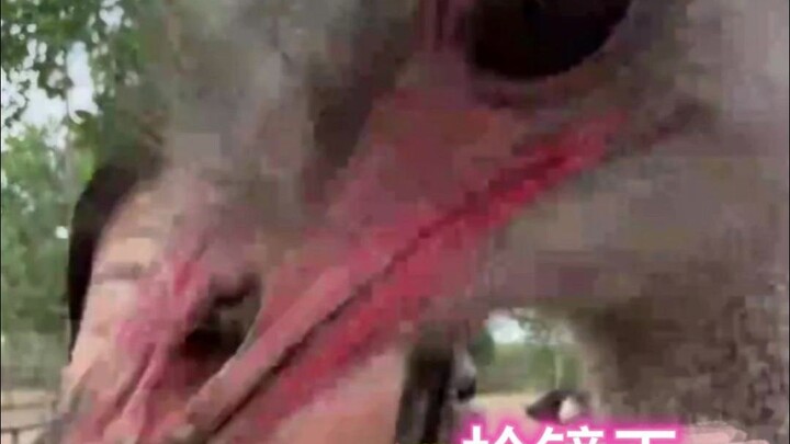 Hey brother, why did you turn off my beauty filter?