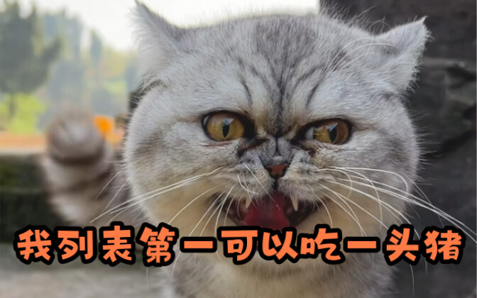 我列表第一可以吃一头猪！