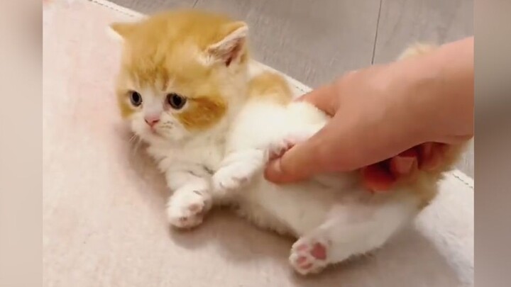 Kucing: "Sial, aku dicubit olehnya!".