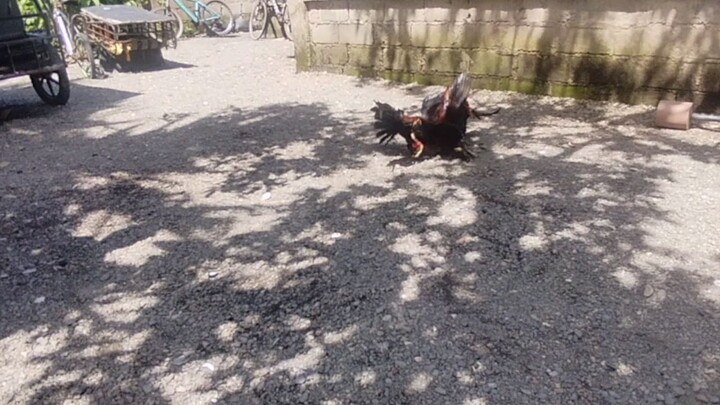 stag may alam na sa game