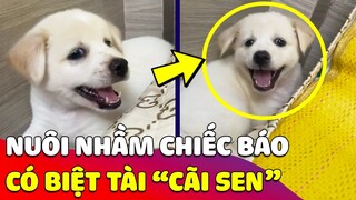 Khi Sen nhận ra mình đã 'NUÔI NHẦM' chiếc báo nhí 'HAY CÃI' ở trong nhà 😅 | Gâu Đần