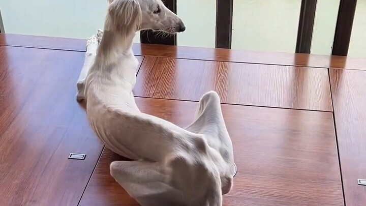 Chinese Rural Dog: The Fine Hound