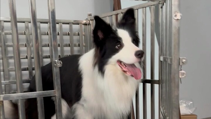 When I asked the dog to go into the cage, this was its reaction...