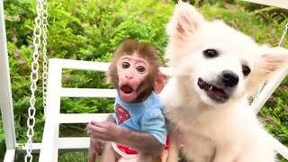 Mokey Baby Bon Bon buys hand sanitizer and eats Snickers chocolate with puppy at the swings