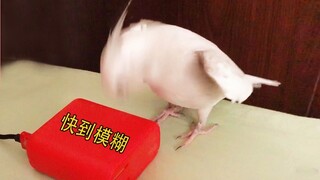 Con vẹt điêu khắc cát bắt chước âm thanh sửa chữa nhà hàng xóm mỗi sáng để đánh thức chủ nhân dậy và
