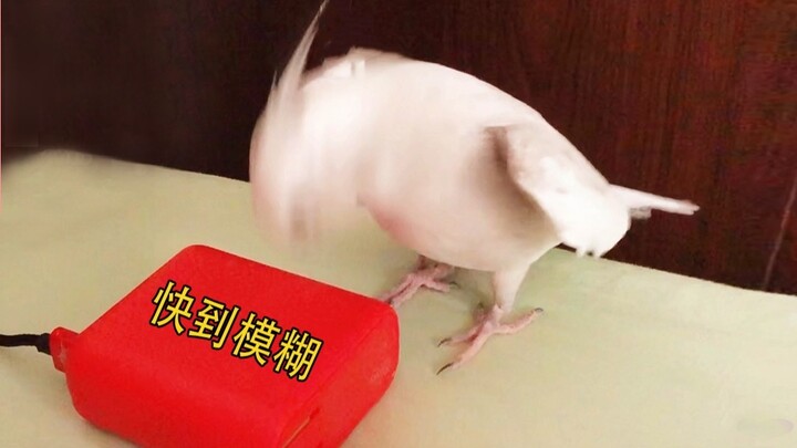 Burung beo patung pasir menirukan suara renovasi rumah tetangga setiap pagi untuk membangunkan pemil