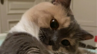 The little bad cat is calling