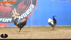 Sabong Part-38 Pulang linaw Vs Hiraw (Asintado si Hiraw)