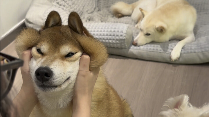 Semua Berkumpul! Tangkap Anak Anjing yang Berbuat Salah!