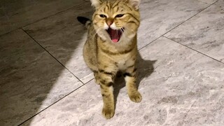 [Satwa] [Cat Person] Menyambut tuan yang pulang malam sambil menguap