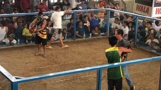 Bruce Barnett Sweater 3wins Winner #sabong #sabongpinas #brucebarnett #passionnatinto #excellence