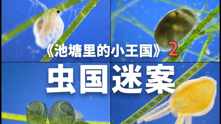 [DIY] “The Little Kingdom in the Pond”: The Insect Kingdom Mystery
