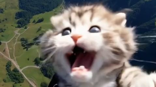 flying cat