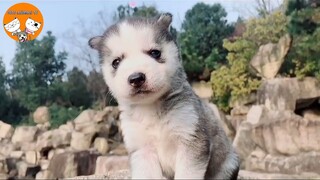 Cutest Puppies Doing Funny Things | AWW Cute Baby Animals Videos Compilation Funniest | Cute Puppy