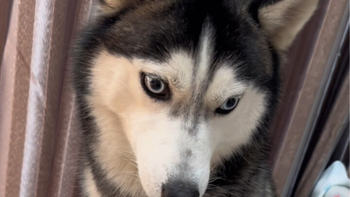 The main idea is that strict discipline breeds filial children.