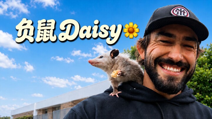 Nuôi một chú chuột túi possum làm thú cưng thì cảm giác thế nào? Ngộ nghĩnh ngoài mong đợi luôn~