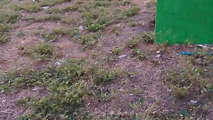 upgrade Ng farm