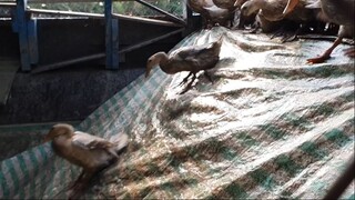 Vịt Chạy Đồng Đi Chuyển Xuống Tàu  Tìm Vùng Đất Mới Để Ăn.Góc Làng Quê