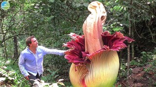 10 Loài Cây Có Độ Sát Thương Cực Mạnh Thậm Chí Có Thể Nuốt Chọn 1 Con Vật To Lớn | Mê Khám Phá