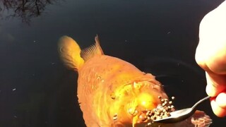 All happy koi babies are fed like this