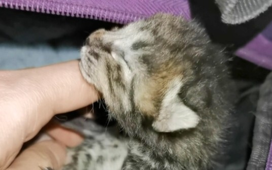 Stray cats’ kittens can’t even take their own survival for granted.