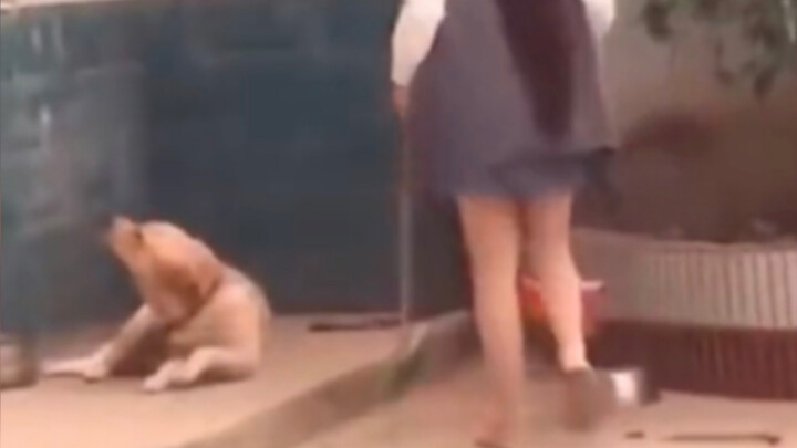 [Pets] Such A Such Dog... Demon!
