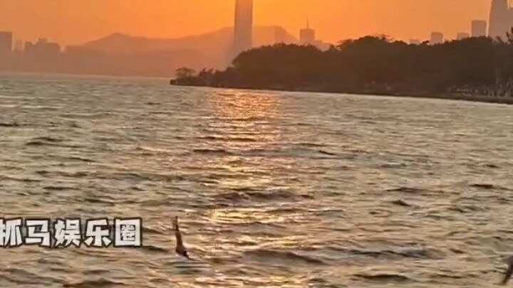 Lampu di Teluk Shenzhen dimatikan pada malam hari agar burung-burung dapat tidur nyenyak