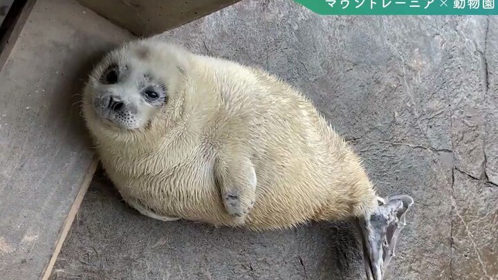 Ikan Bulu (baru keluar dari pabrik)