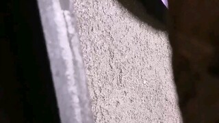 FOUND THEIR NEST ENTRANCE (I won't be taking their queen, I will keep feeding them unless they die)