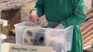 Pengasuh bayi di Kebun Binatang Berlin Jerman sekarang merawat kucing vs dulu merawat kucing