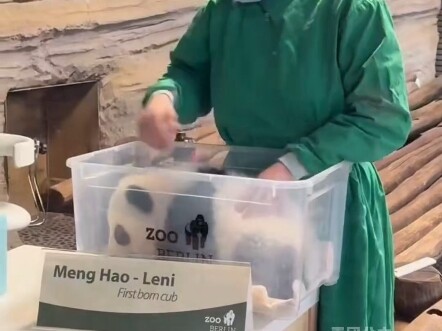Bảo mẫu vườn thú Berlin, Đức hiện tại nhận nuôi mèo so với trước đây nhận nuôi mèo