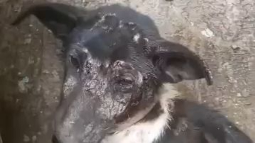 Poor abandoned dog