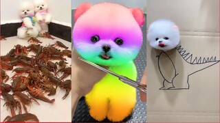 Funny and Cute Dog Pomeranian 😍🐶| Funny Puppy Videos #47