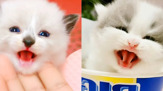 Best Kittens Videos - Am I So Cute Ep 13