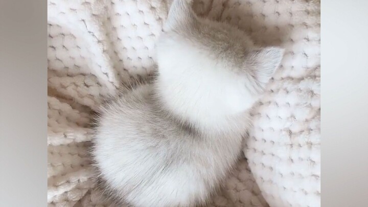 Quit cats? No way in this lifetime!