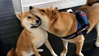Funniest Animals Videos 2023 😹 Try Not To Laugh Funny Dogs And Cat 😁