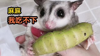I ate a big green silkworm and ended up squeezing out the baby inside my stomach...